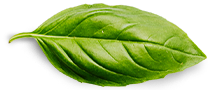 Acasa Basil Leaf